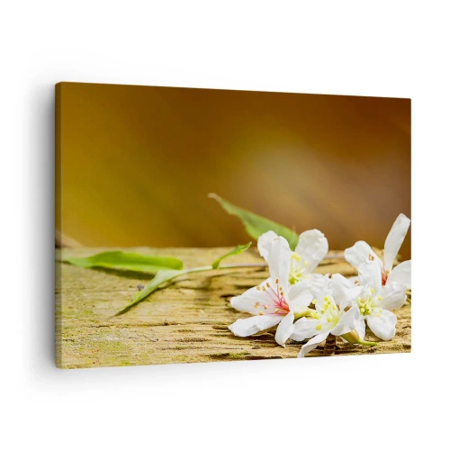 Vászonkép - Fehér virágok fa háttéren természetes fényben - 70x50cm - Ártatlan ígéret - Modern fali dekoráció nappalihoz és hálószobához ARTTOR