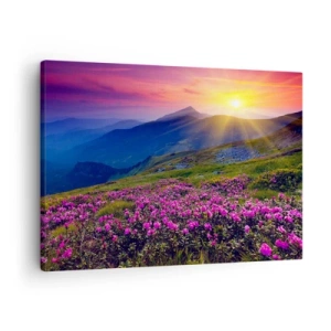 Vászonkép - Virágzó rét kilátással a hegyekre naplementekor - 70x50cm - … És körülötte hegyi fenyő és gyógynövények illata - Modern fali dekoráció nappalihoz és hálószobához ARTTOR