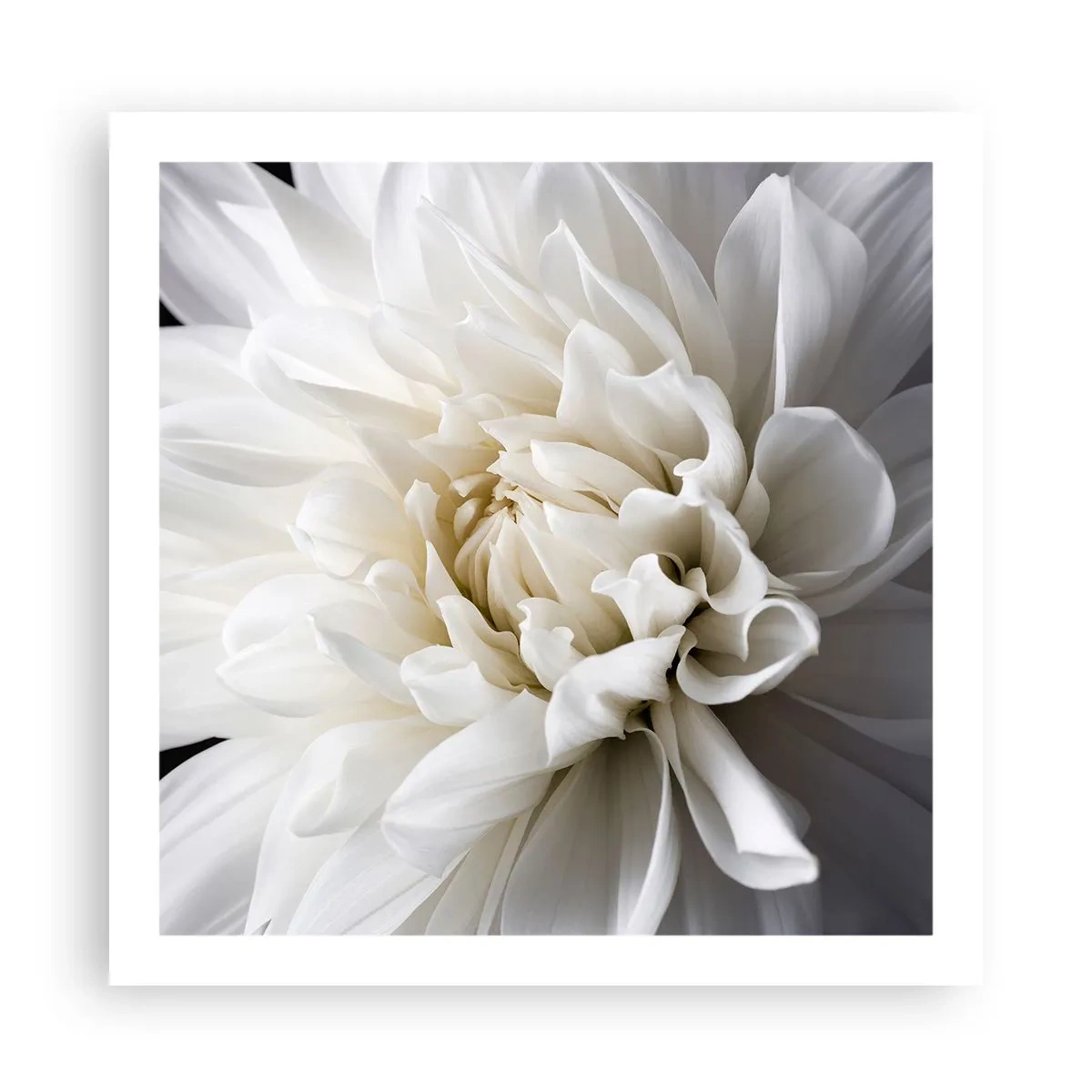 Poszter - Menyasszony reggele - 60x60 cm