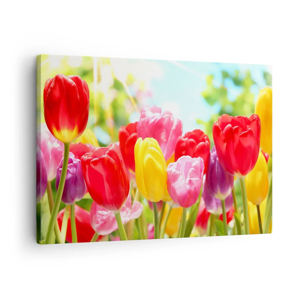Vászonkép - Színes tulipánok teljes virágzásban, tavaszi háttér előtt - 70x50cm - Mi vagyunk, a május színei! - Modern fali dekoráció nappalihoz és hálószobához ARTTOR