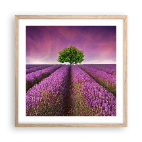 Poszter világos tölgy keretben - Levendulaföldeken - 50x50 cm