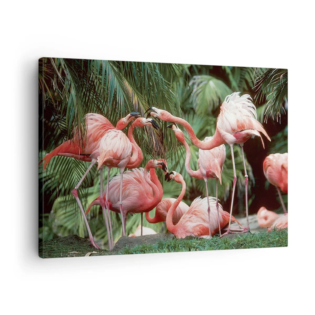 Vászonkép - Egy flamingócsoport trópusi környezetben, pálmafákkal körülvéve - 70x50cm - Délutáni pletyka - Modern fali dekoráció nappalihoz és hálószobához ARTTOR