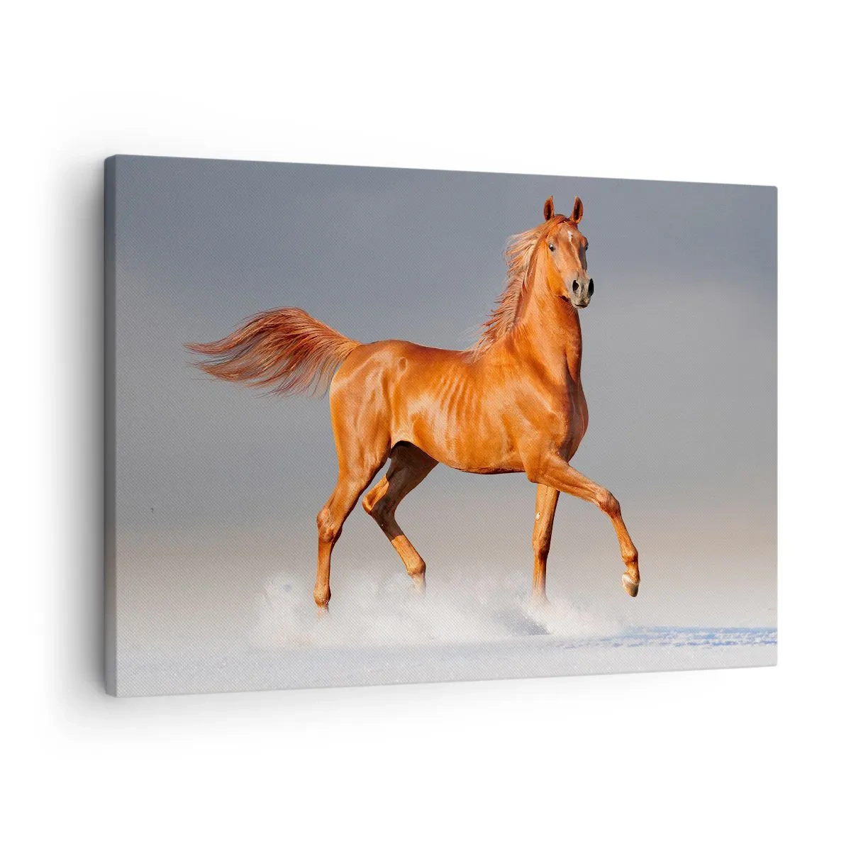 Vászonkép - Egy vágtató ló a kék ég ellen - 70x50cm - Táncoló szépség - Modern fali dekoráció nappalihoz és hálószobához ARTTOR