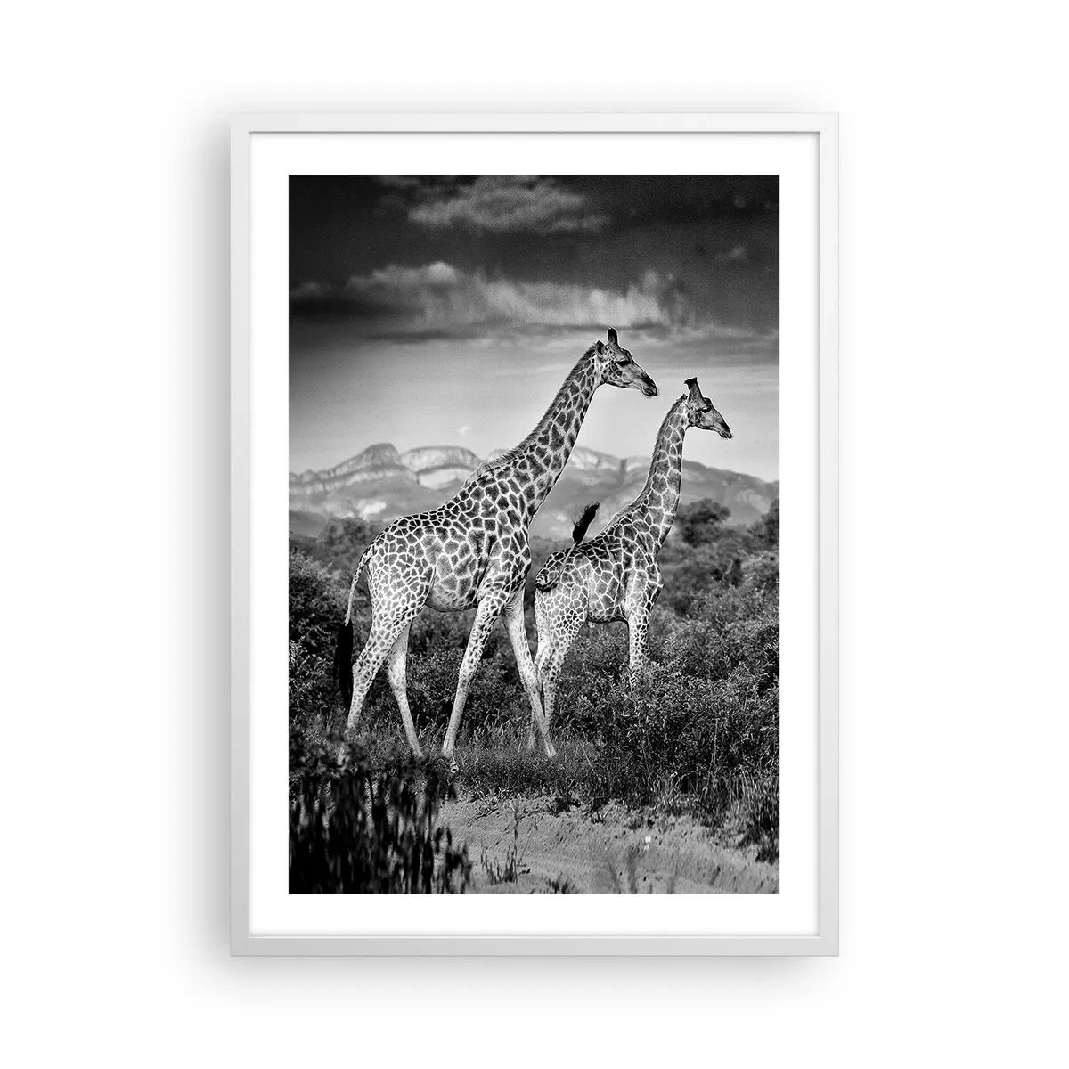 Poszter fekete keretben - Magas rangok Afrikában - 50x70 cm