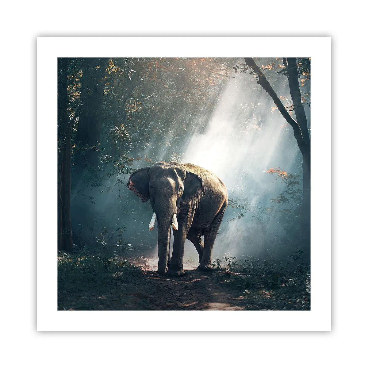 Poszter - Nyugodt séta - 50x50 cm