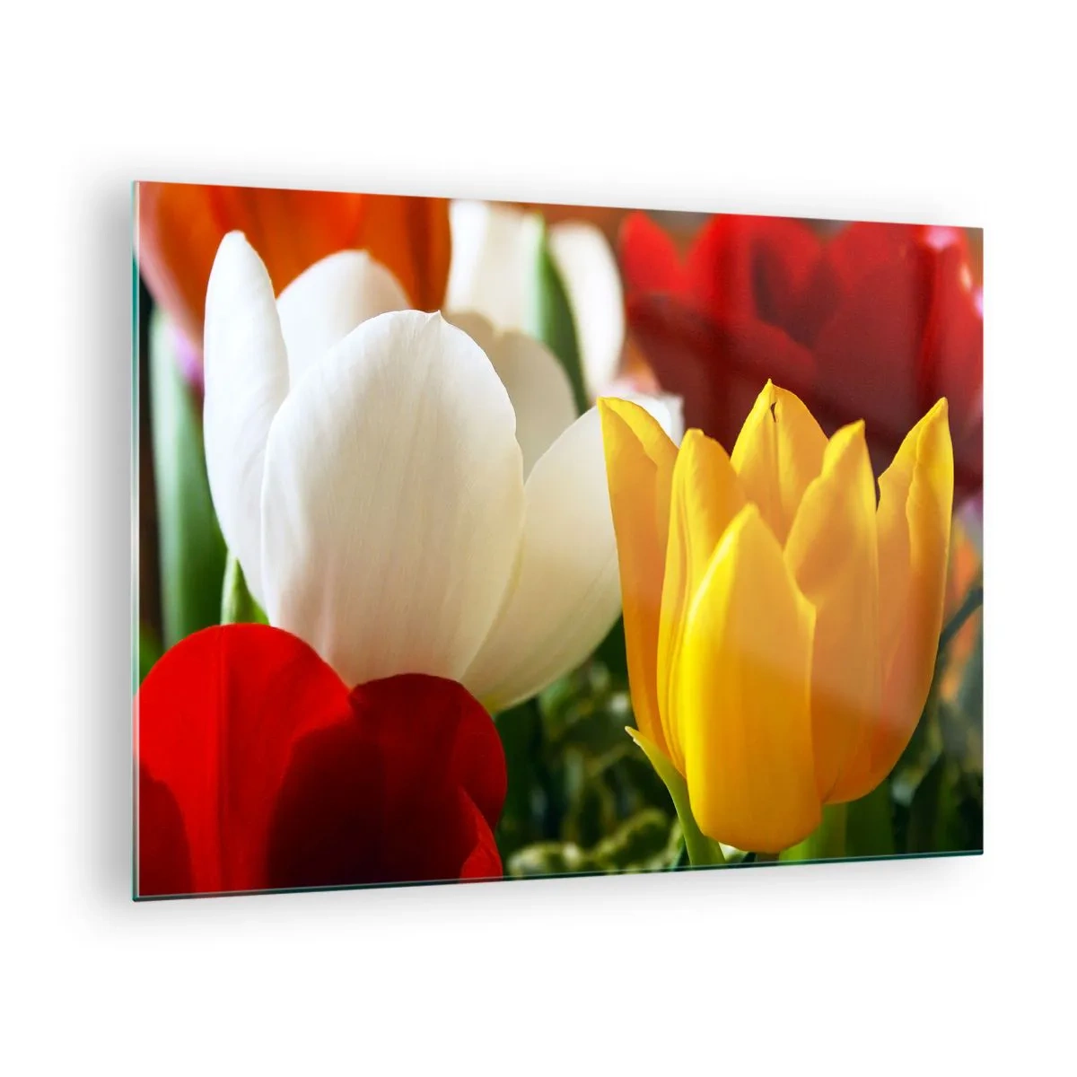 Üveg kép - Színes tulipánok közelről - 70x50cm - Tulipán láz - Modern fali dekoráció nappalihoz és hálószobához ARTTOR