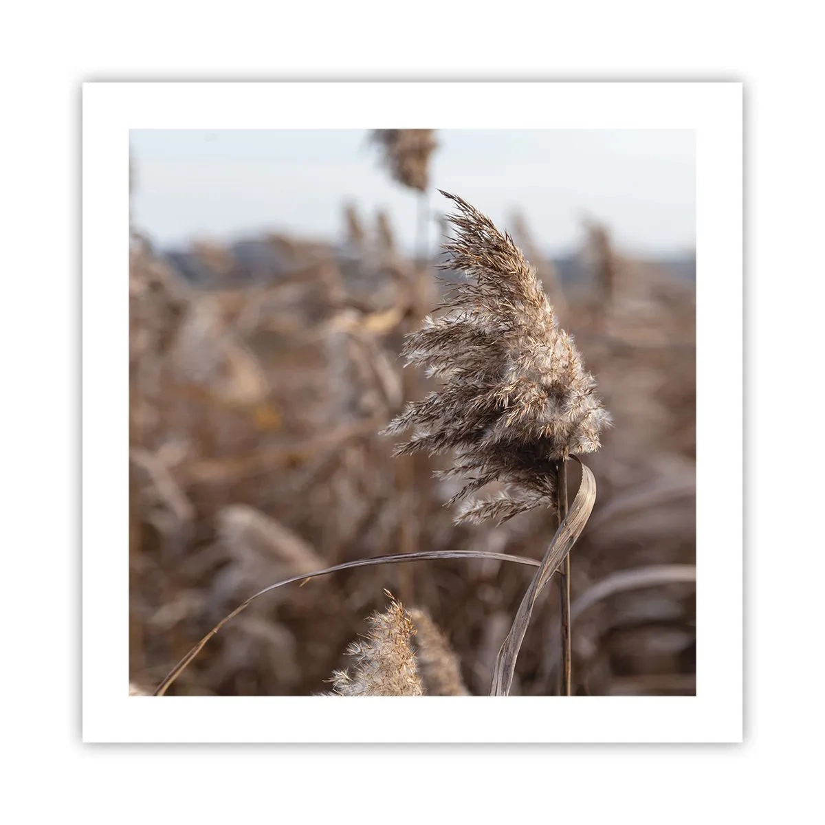 Poszter - Ideje elrepülni a széllel - 50x50 cm