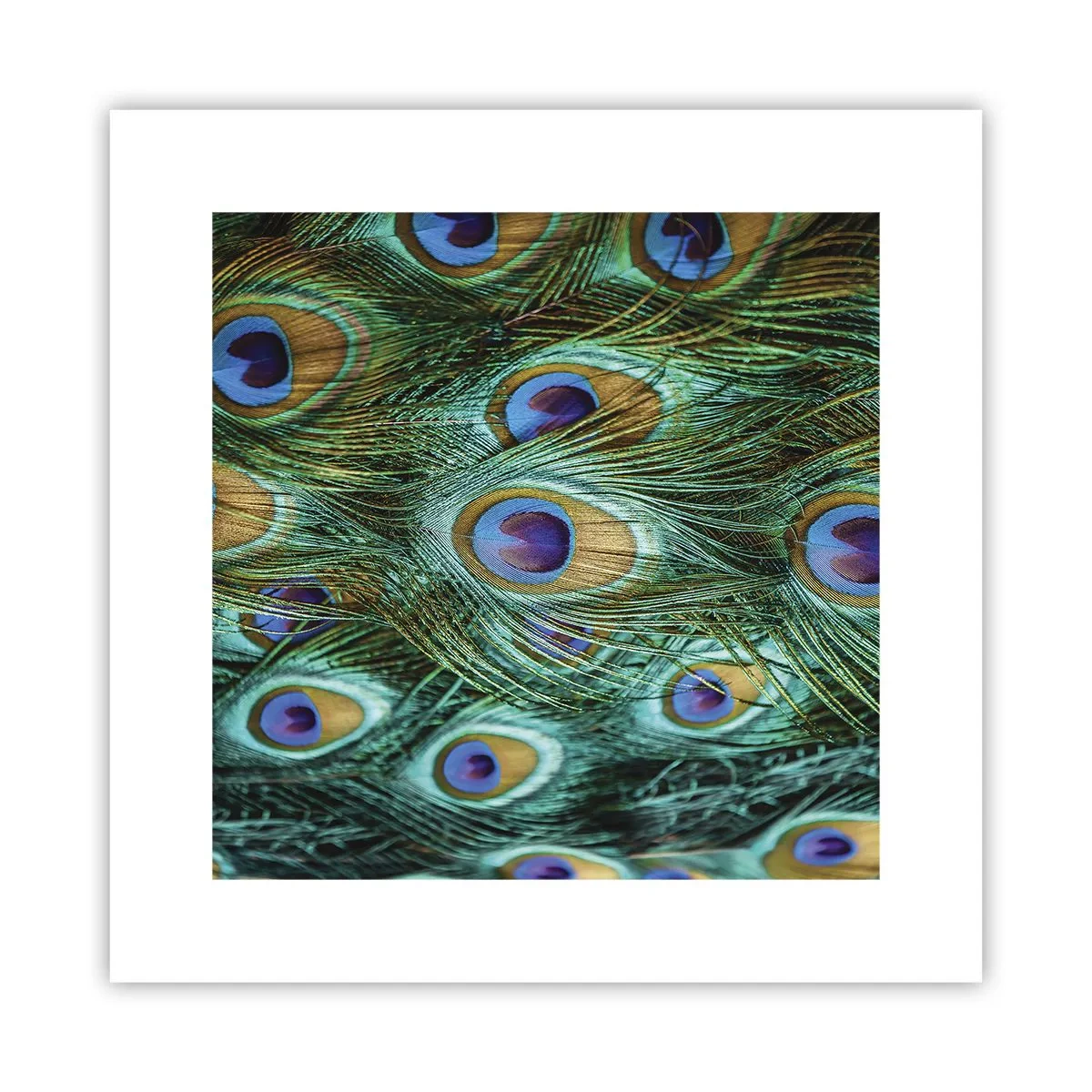 Poszter - Pávaszemű pillantás - 30x30 cm