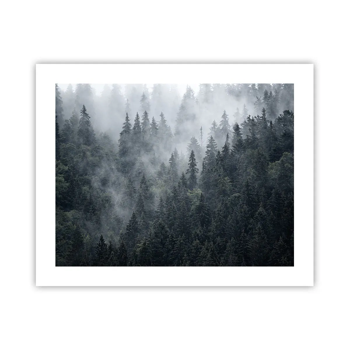 Poszter - Erdei hajnal - 50x40 cm