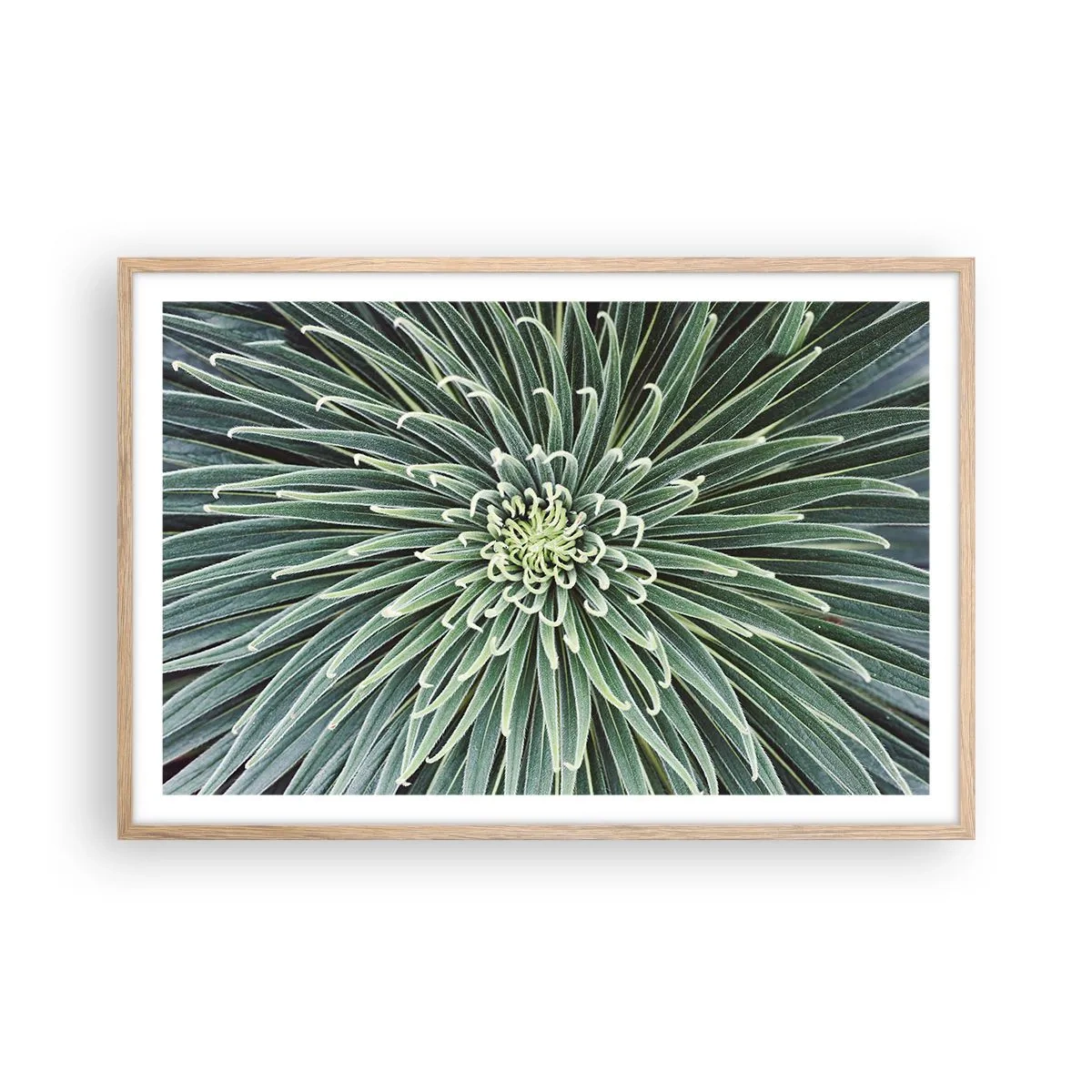 Poszter világos tölgy keretben - Csillag születik - 91x61 cm