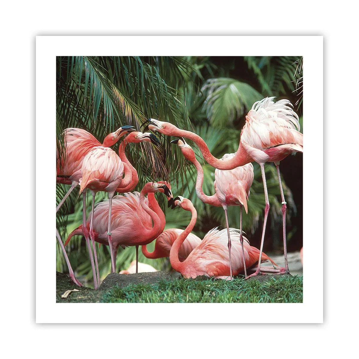 Poszter - Délutáni pletyka - 50x50 cm