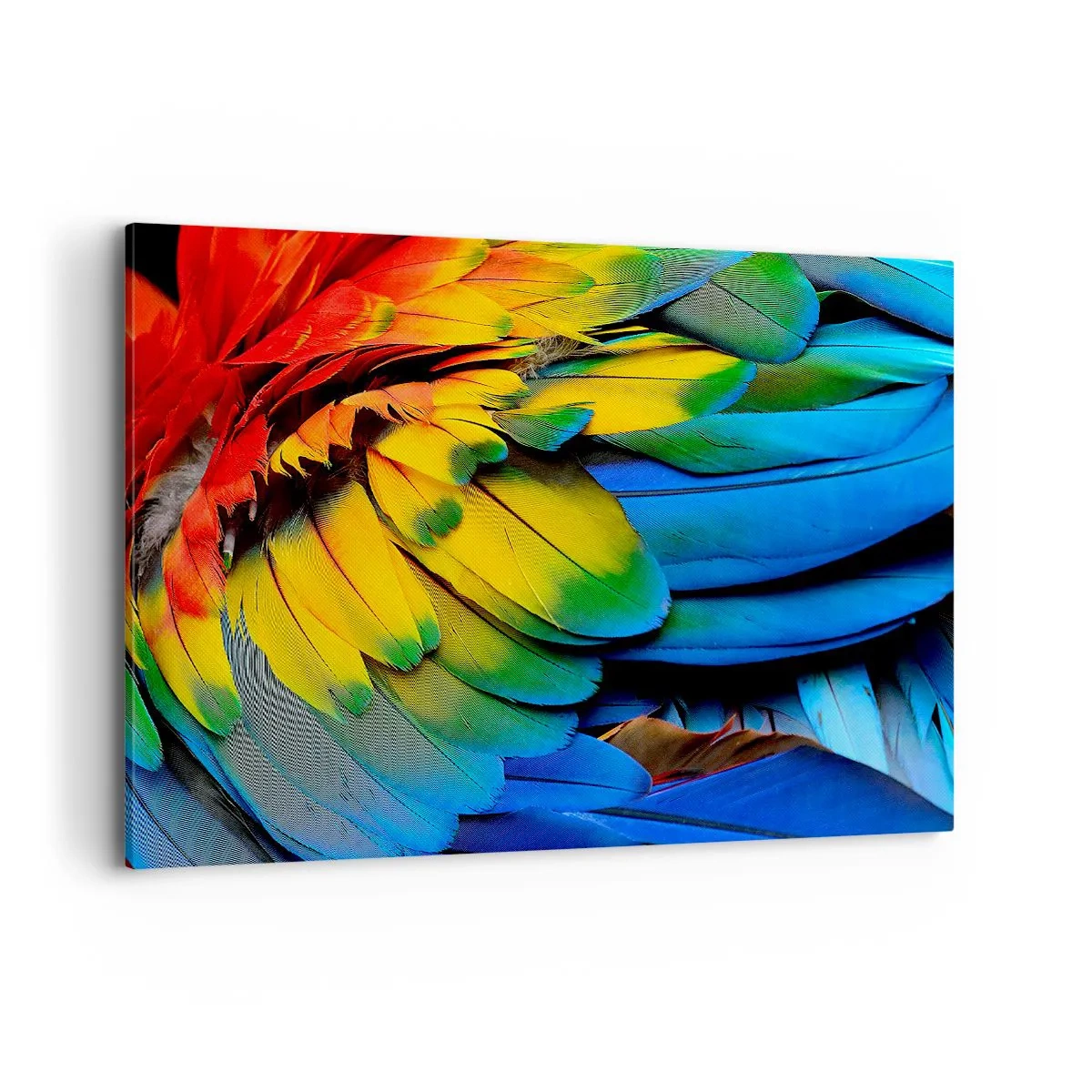 Vászonkép - Paradicsom madár - 120x80 cm