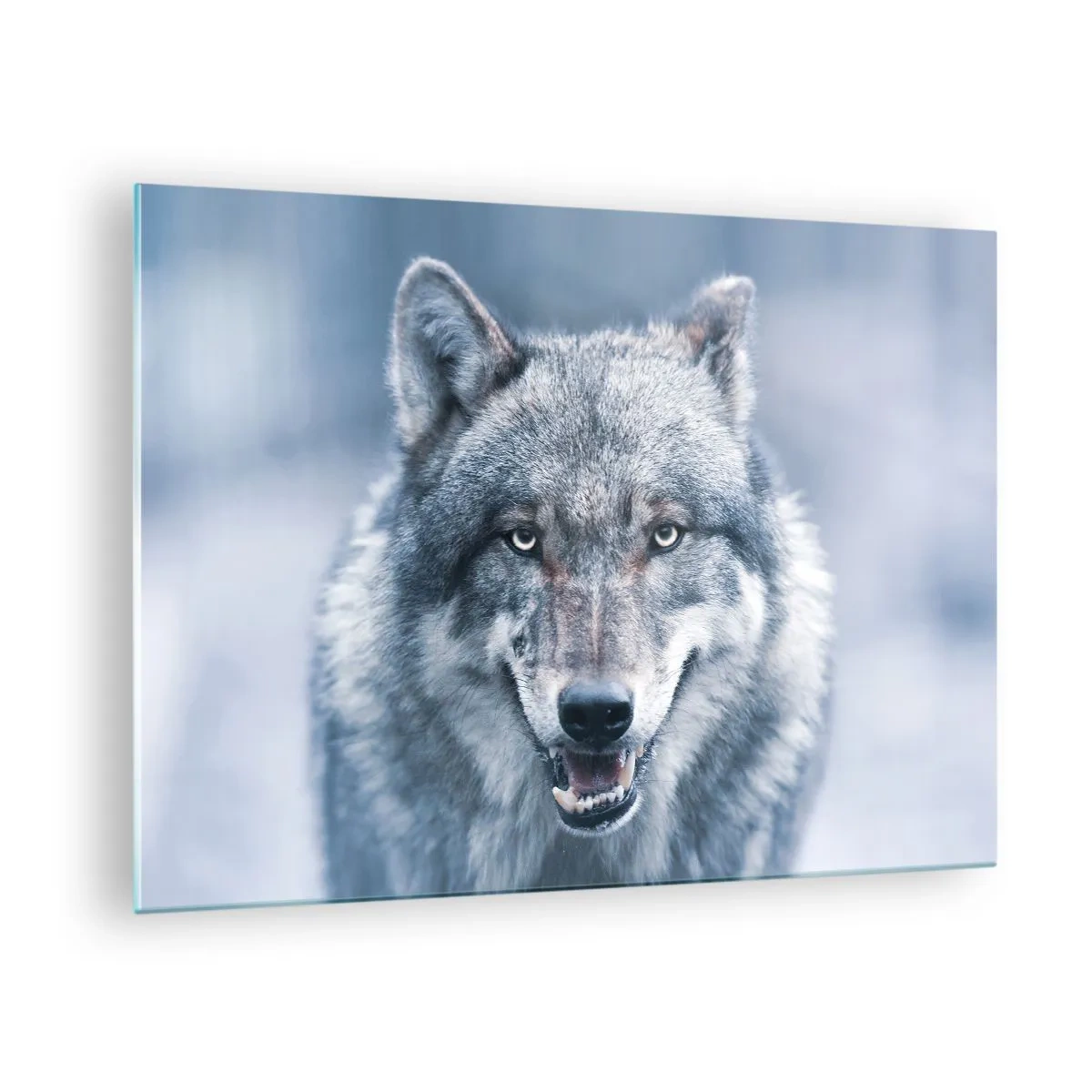 Üveg kép - Egy farkas átható tekintettel a havas erdő hátterében. - 70x50cm - Vállalod a kihívást? - Modern fali dekoráció nappalihoz és hálószobához ARTTOR