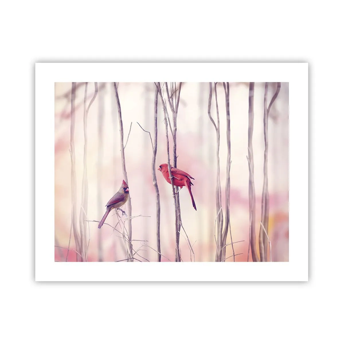 Poszter - Rózsaszín erdő története - 50x40 cm