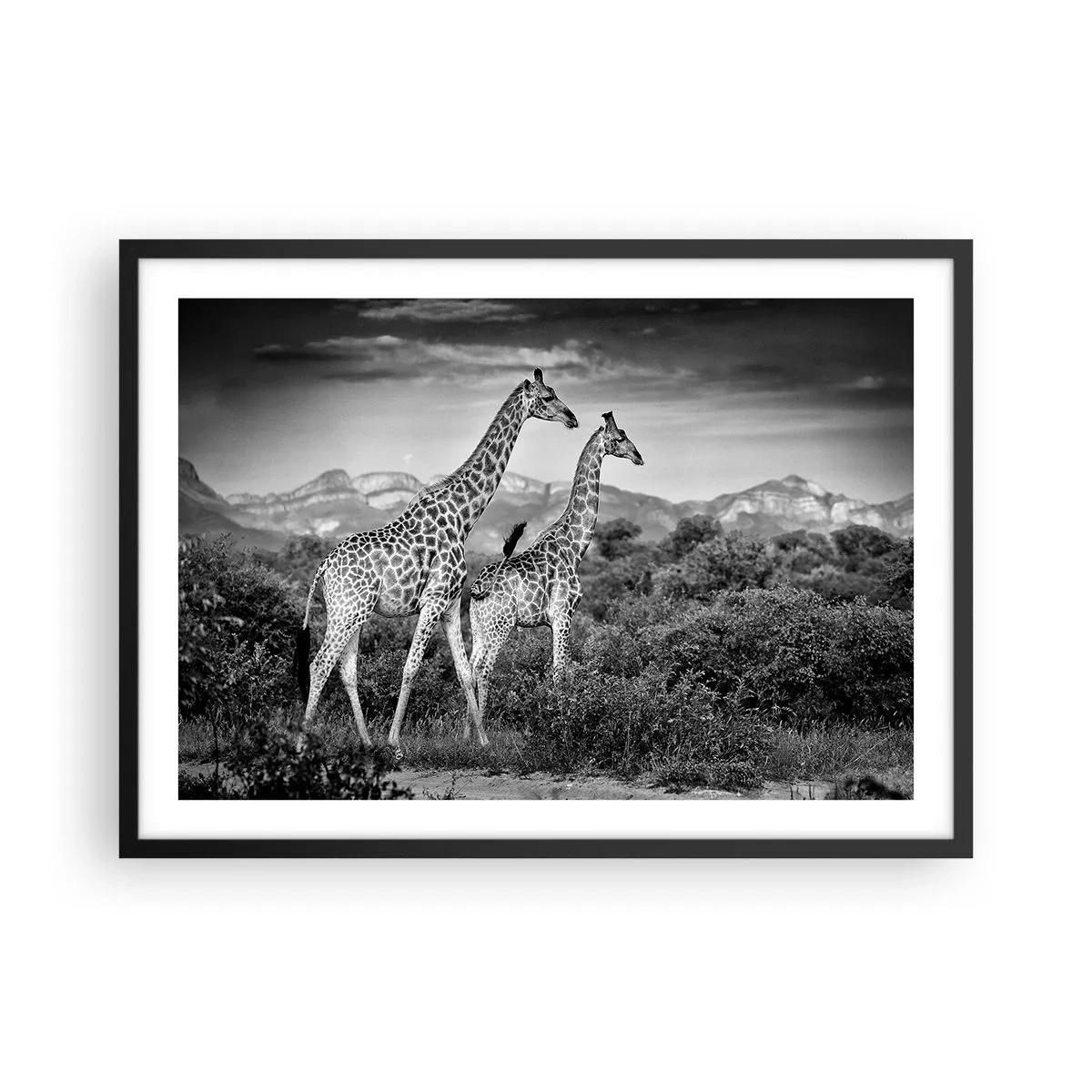 Poszter fehér keretben - Magas rangok Afrikában - 70x50 cm