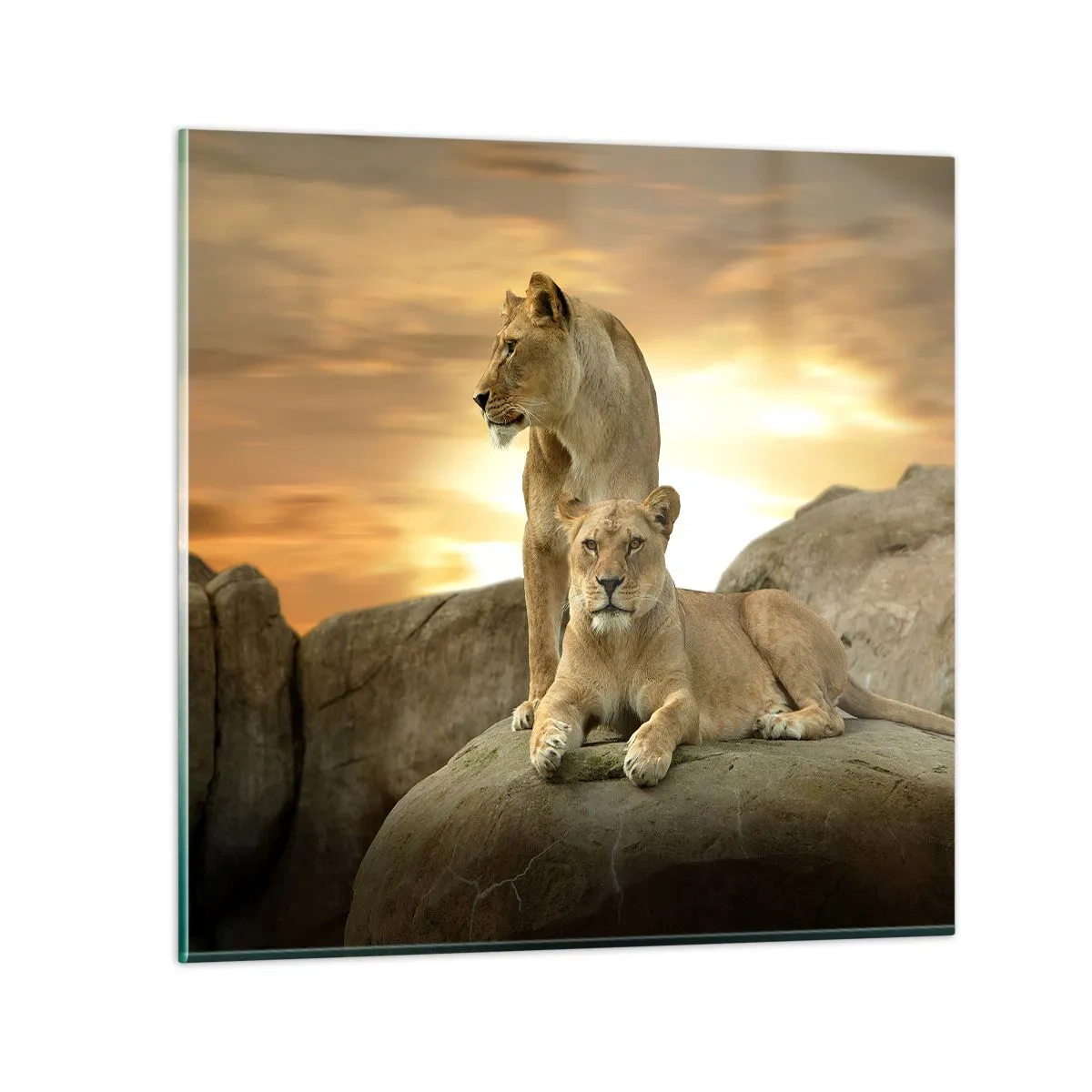 Üveg kép - Királyi felség - 60x60 cm