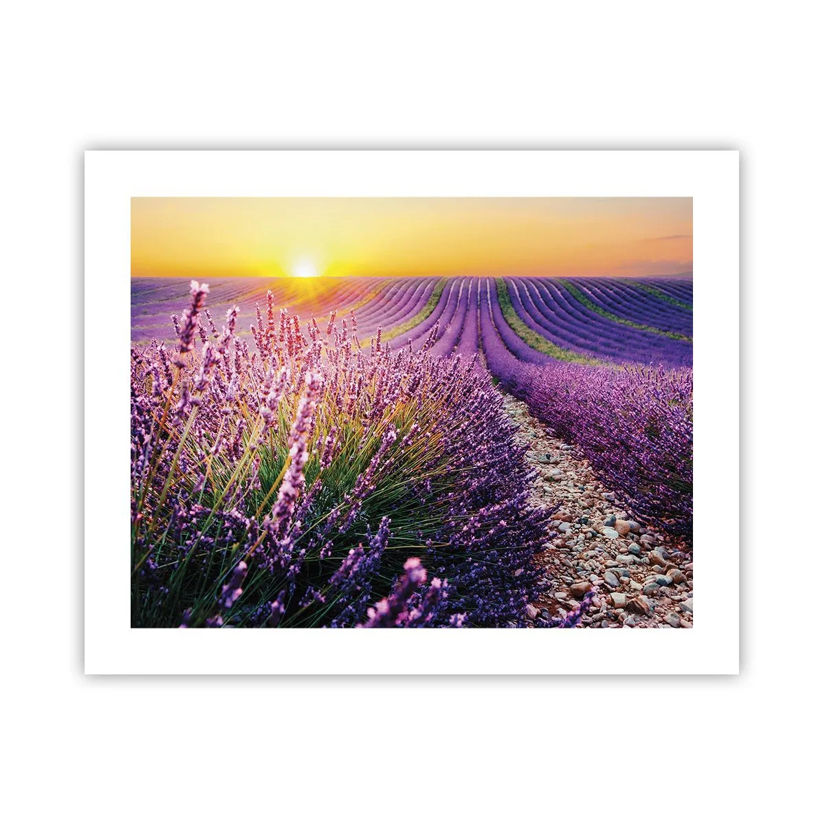 Poszter - Illatos szálak - 50x40 cm