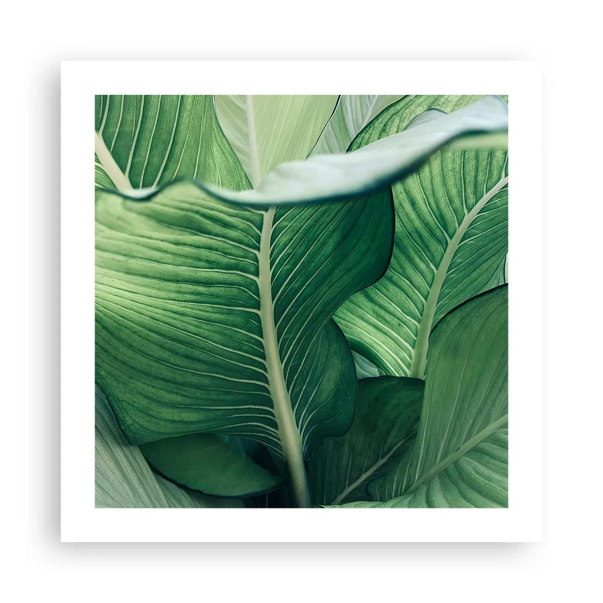 Poszter - Intenzíven zöld élet - 50x50 cm