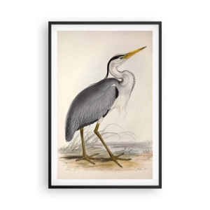 Poszter fehér keretben - Gémnek kecsessége - 61x91 cm