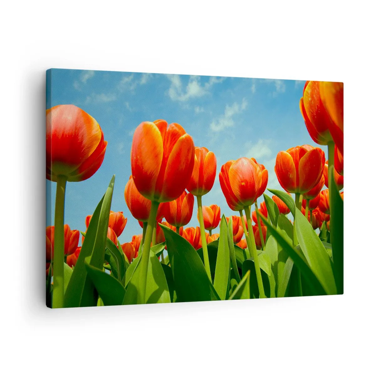 Vászonkép - A kék égen kívül semmire sincs szükségük az életükben - 70x50 cm