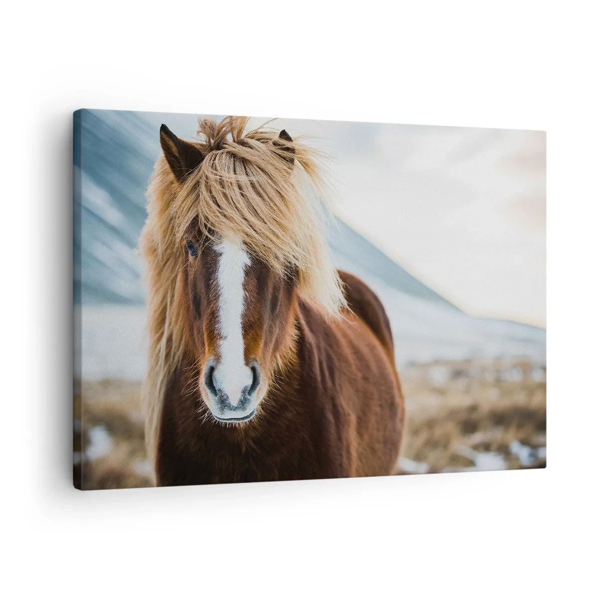 Vászonkép - Izlandi ló hegyi táj előtt - 70x50cm - Érzed a szabadságot? - Modern fali dekoráció nappalihoz és hálószobához ARTTOR