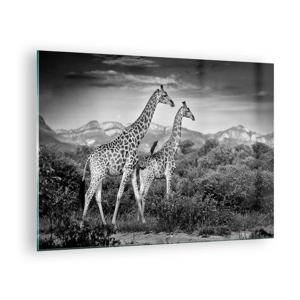 Üveg kép - Két zsiráf fekete-fehér fényképe a szavannán. - 70x50cm - Magas rangok Afrikában - Modern fali dekoráció nappalihoz és hálószobához ARTTOR