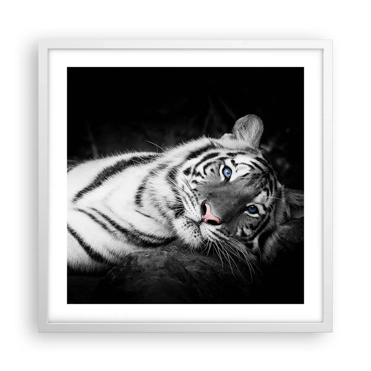 Poszter fekete keretben - Vadság és nyugalom - 50x50 cm