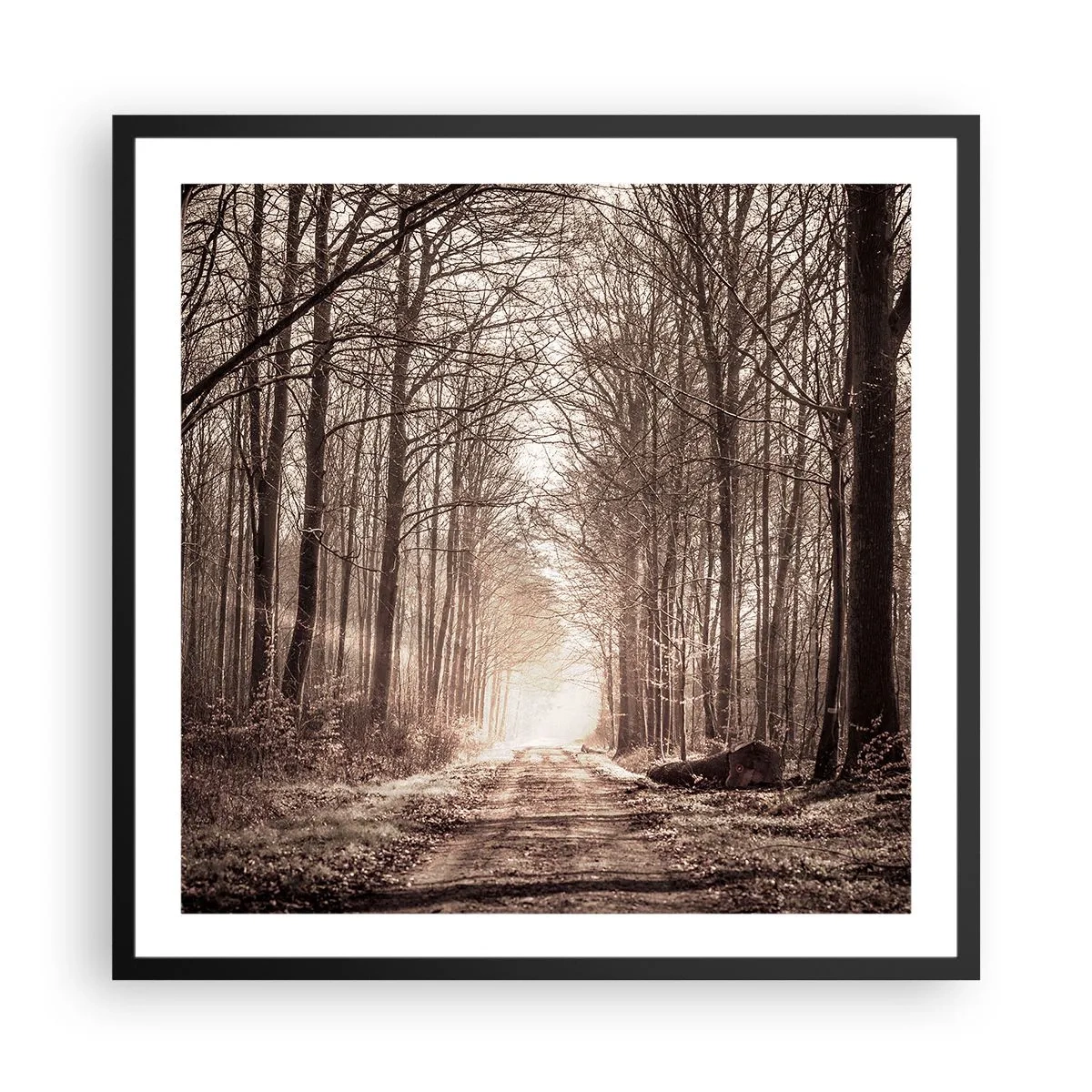 Poszter fehér keretben - Erdei katedrális - 60x60 cm