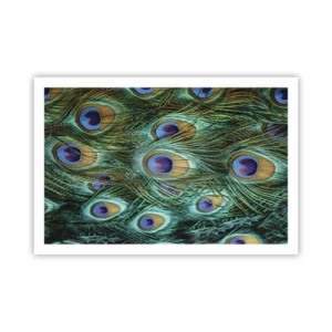 Poszter - Pávaszemű pillantás - 91x61 cm