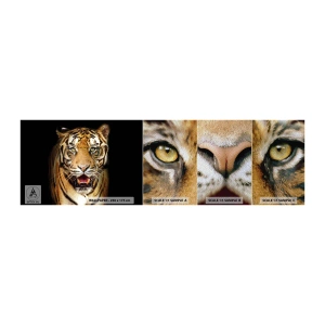 Fotótapéta Minta Premium Sand - Szívében vad - Állatok, Tigris, Ragadozó - 100x30 cm