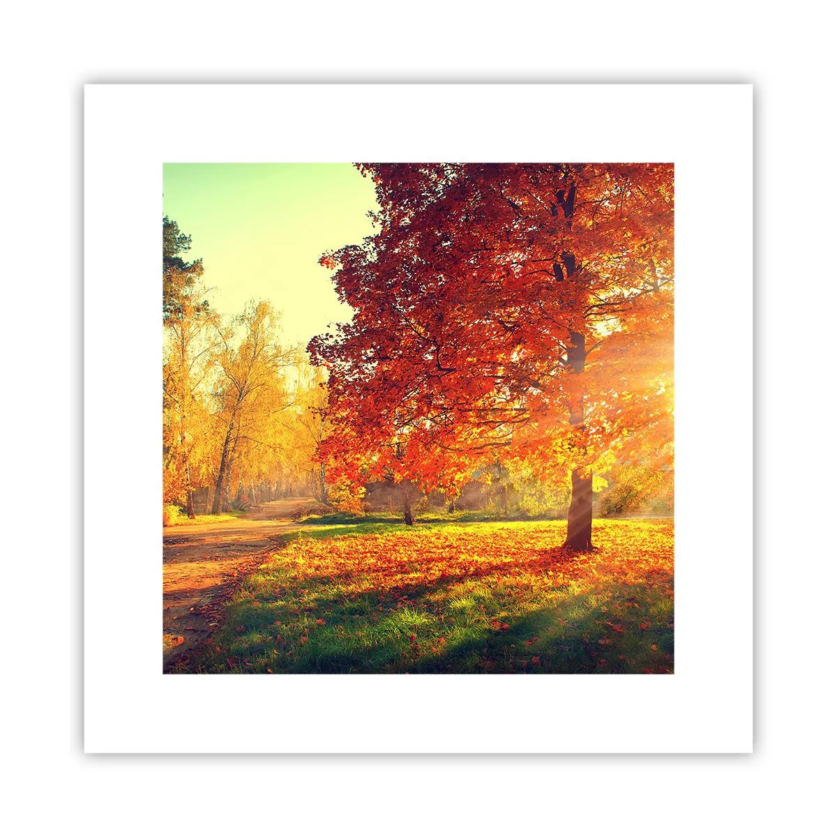 Poszter - A vörös gyönyörű - 30x30 cm