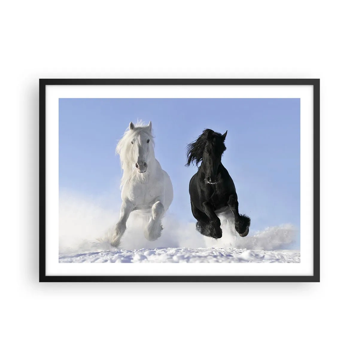 Poszter fehér keretben - Fekete-fehér galopp - 70x50 cm