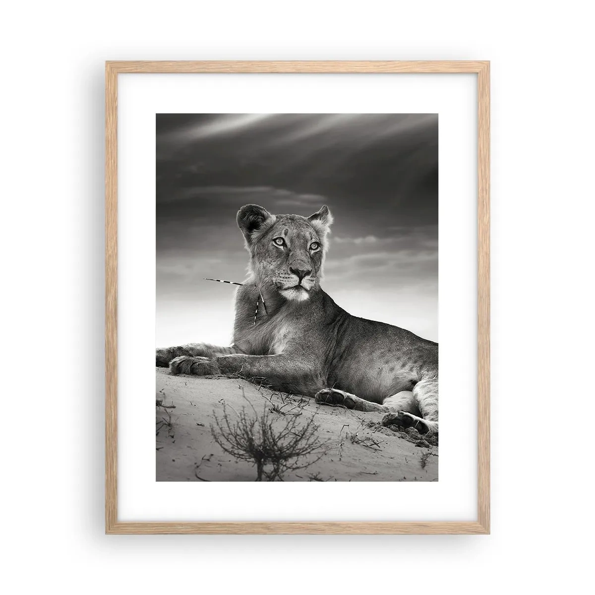 Poszter világos tölgy keretben - A sivatagi királynő pihenése - 40x50 cm