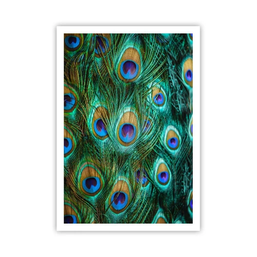 Poszter - Pávaszemű pillantás - 70x100 cm