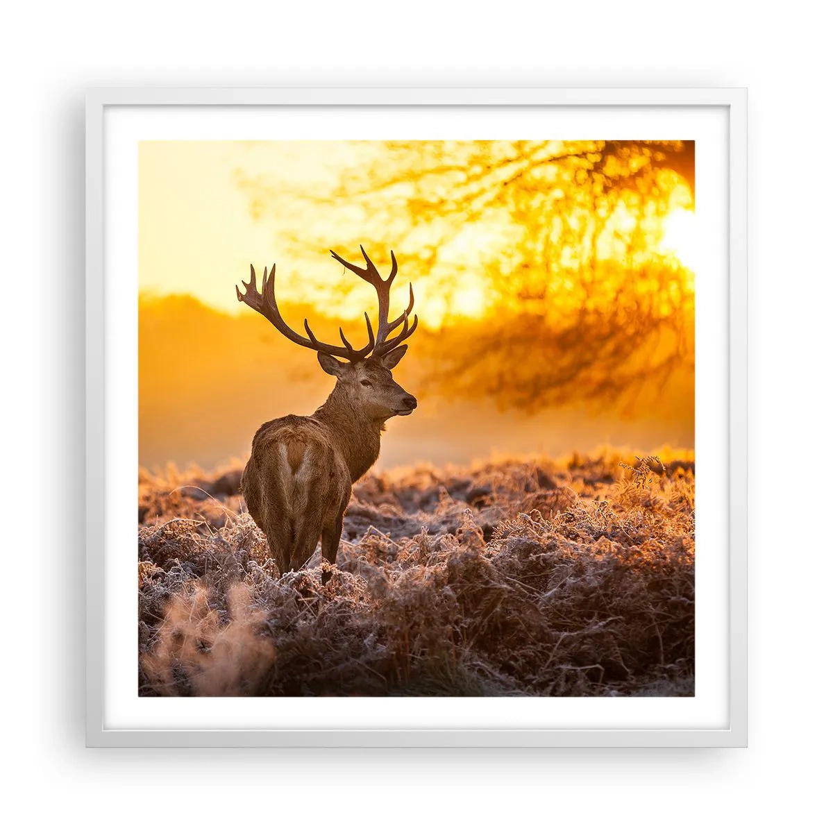 Poszter fekete keretben - Az őszi erdő királya - 60x60 cm