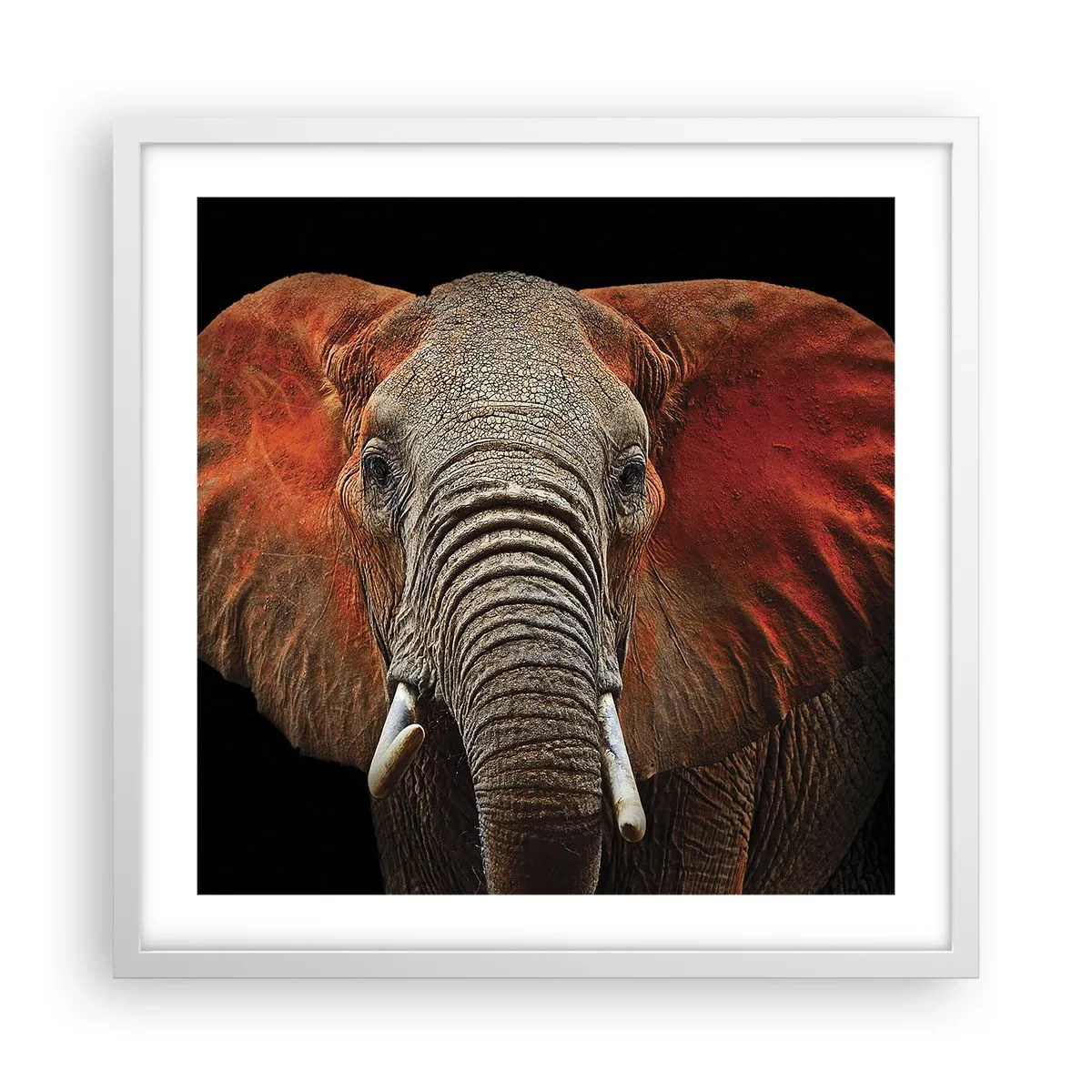 Poszter fekete keretben - Én vad vagyok, és te? - 50x50 cm