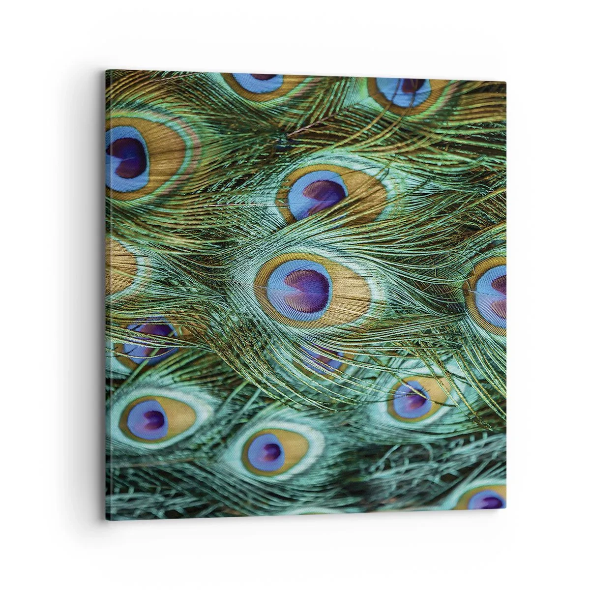 Vászonkép - Pávaszemű pillantás - 70x70 cm