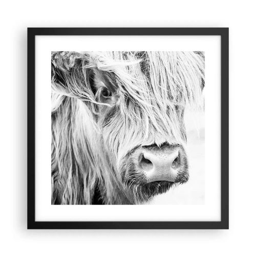 Poszter fehér keretben - Skót vadság - 40x40 cm
