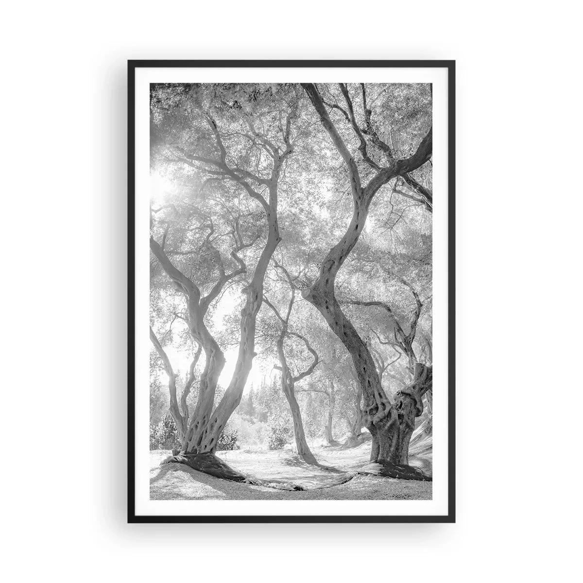 Poszter fehér keretben - Egy olajfaligetben - 70x100 cm