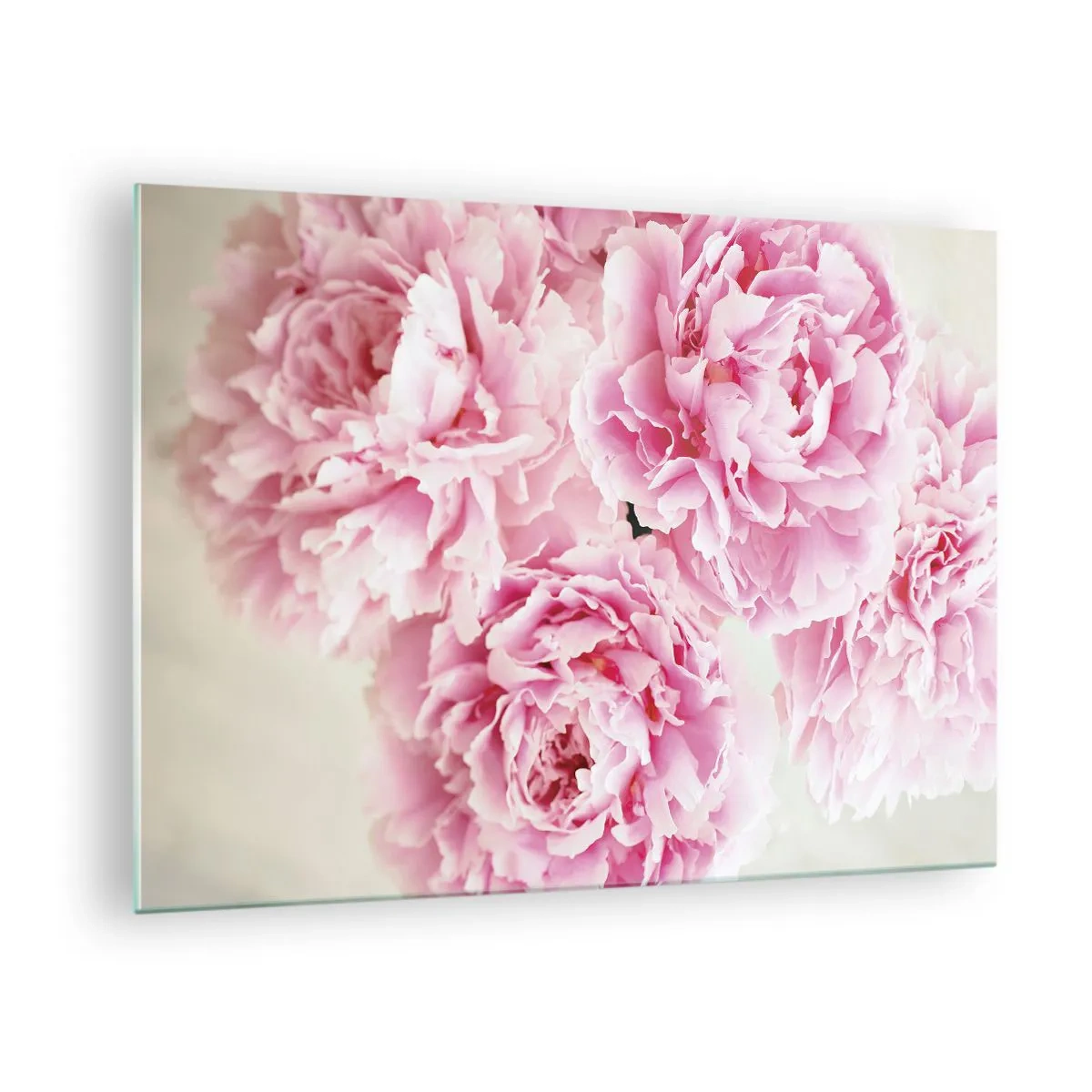 Üveg kép - Egy csokor telt rózsaszín pünkösdi rózsákból világos háttér előtt - 70x50cm - Rózsaszín pompában - Modern fali dekoráció nappalihoz és hálószobához ARTTOR