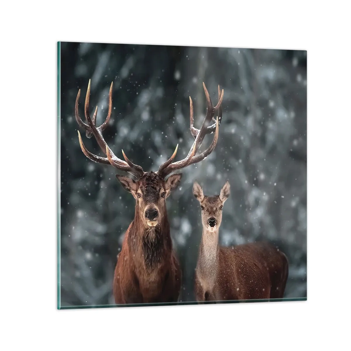 Üveg kép - Az erdő ura a feleségével - 40x40 cm