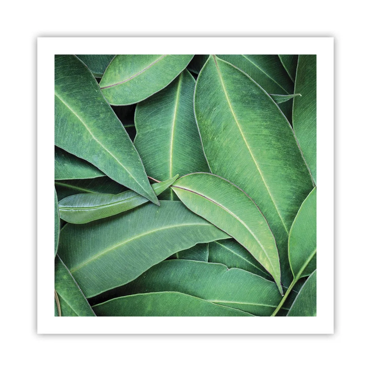 Poszter - Lédús és friss - 60x60 cm