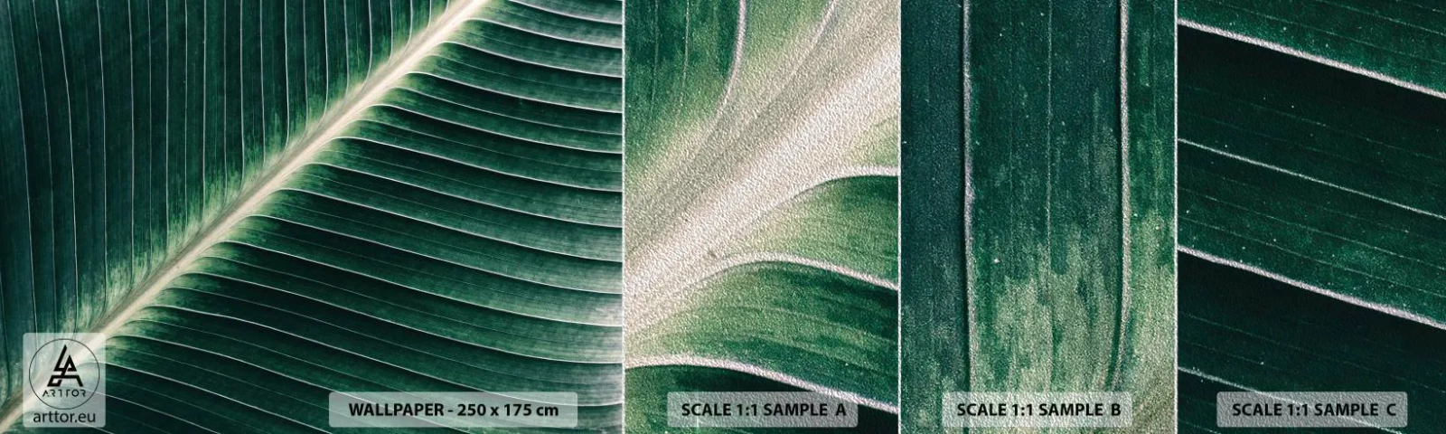 Fotótapéta Minta Premium Sand - A természet ritmusa - Absztrakció, Zöld levél, Grafika - 100x30 cm