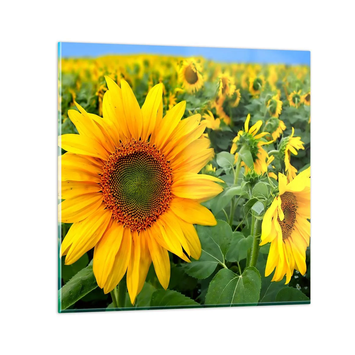 Üveg kép - Napok százai tűztek fel - 60x60 cm