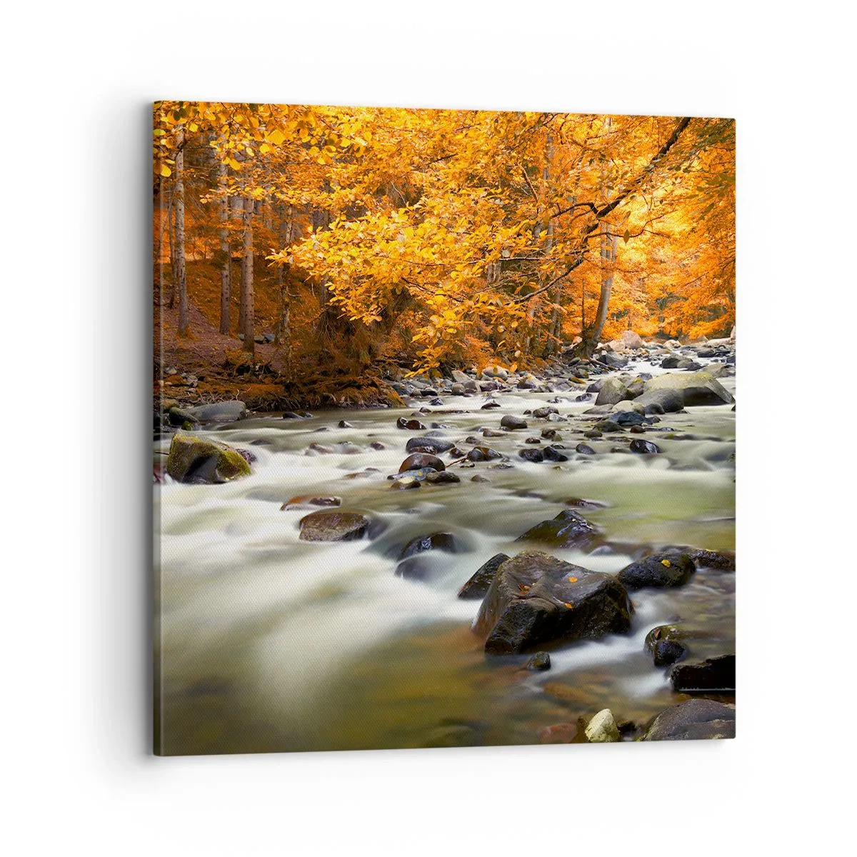 Vászonkép - Egy patak az aranyerdőben - 70x70 cm