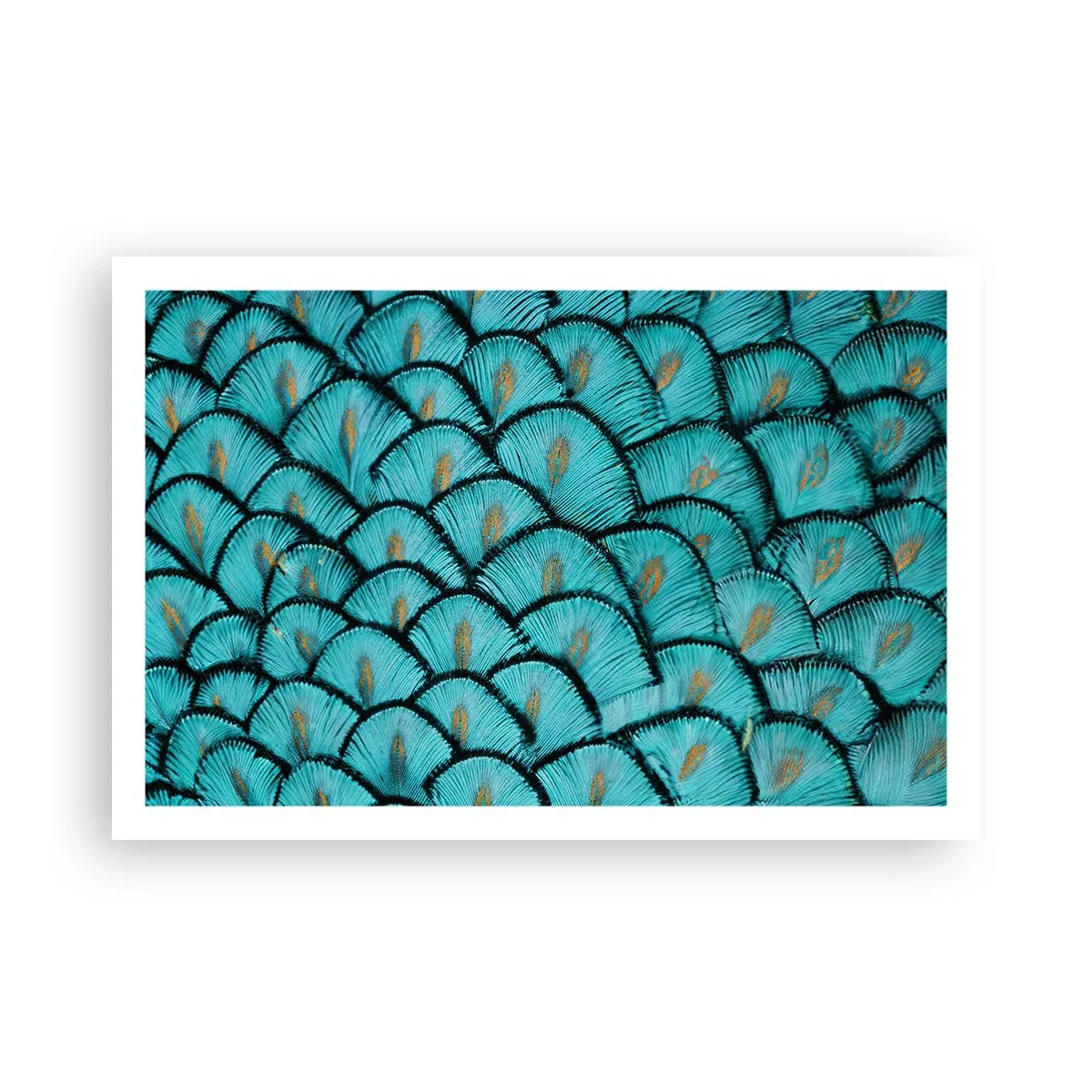 Poszter - A tollak nagy gálája - 91x61 cm