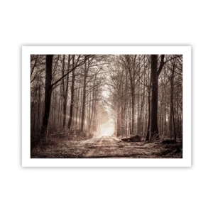 Poszter - Erdei katedrális - 70x50 cm