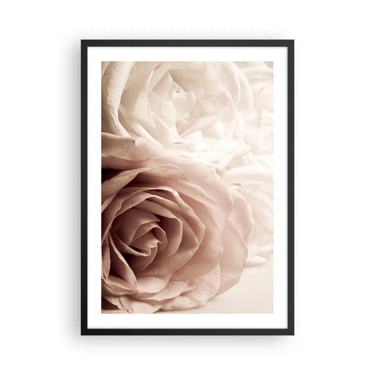 Poszter fehér keretben - Finom krémszínű rózsák közelről - 50x70cm - Egy rózsa szívében - Modern fali dekoráció nappalihoz és hálószobához ARTTOR
