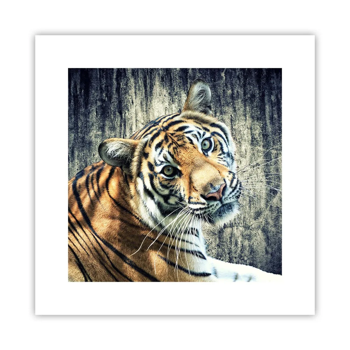 Poszter - Portré a fénysugárban - 30x30 cm