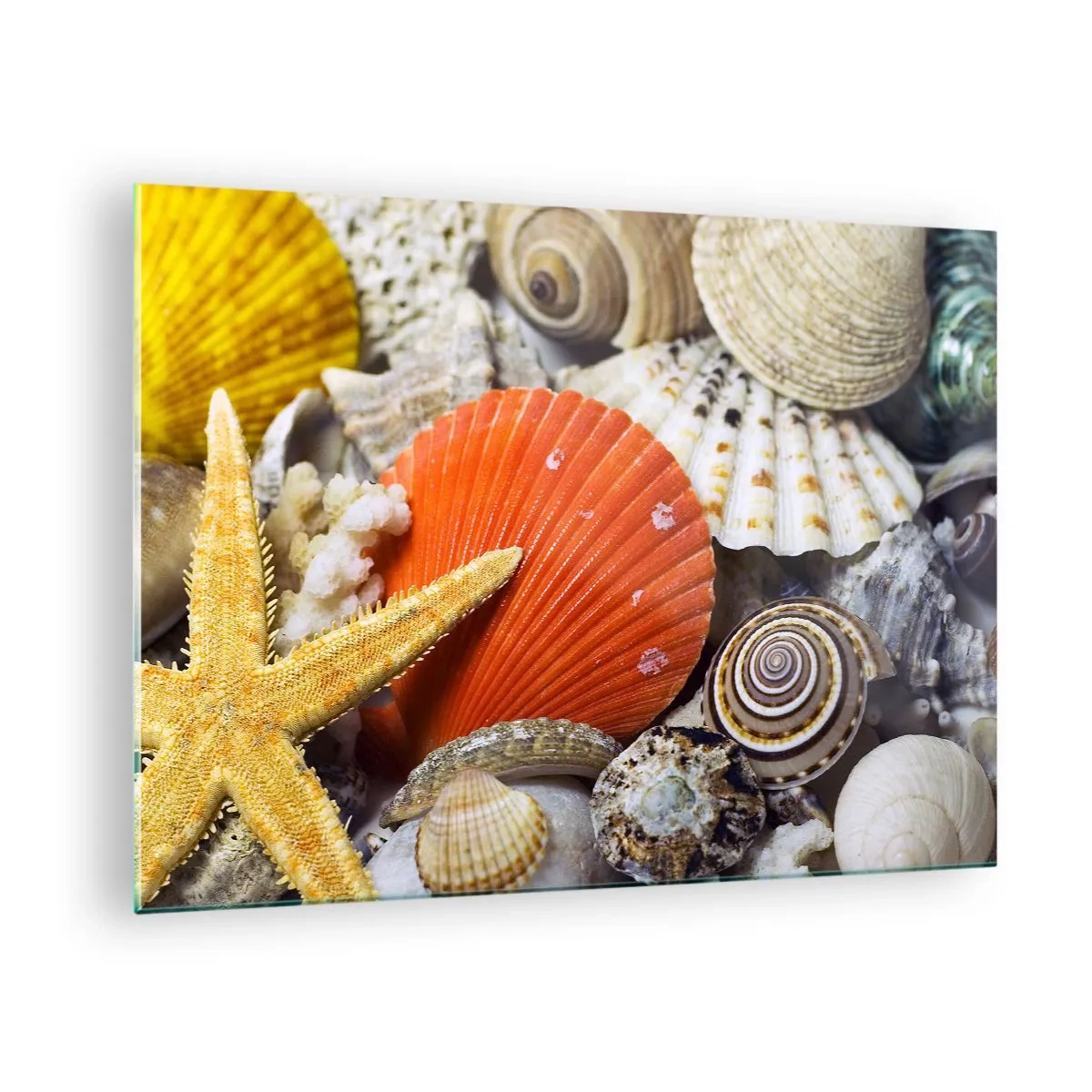 Üveg kép - Színes kagylók és tengeri csillagok tengeri kompozícióban - 70x50cm - Óceán kincsei - Modern fali dekoráció nappalihoz és hálószobához ARTTOR